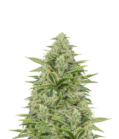 Dinamex Autoflowering