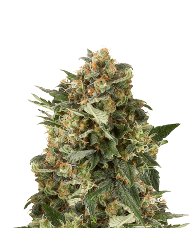 Mechero Clipper Dinafem - Compra Mechero Clipper Dinafem de Dinafem Seeds -  LaMota GrowShop