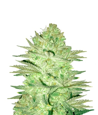 Ayahuasca Purple
