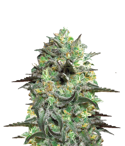 Peyote Cookies
