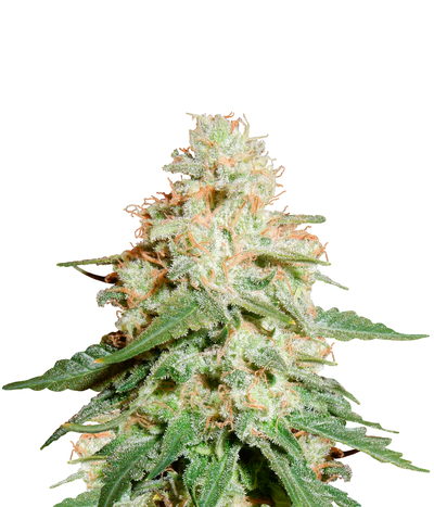 Critical Kush Regular