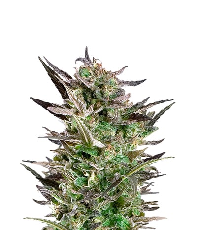 Fruit Autoflowering