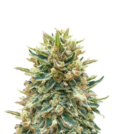 Critical Mass Cbd