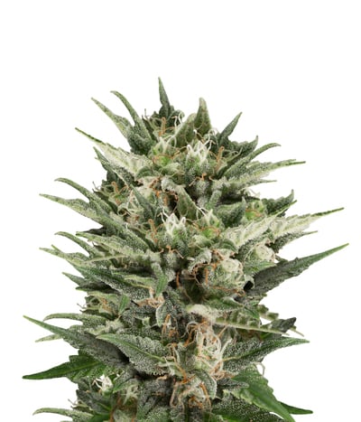 Mechero Clipper Dinafem - Compra Mechero Clipper Dinafem de Dinafem Seeds -  LaMota GrowShop