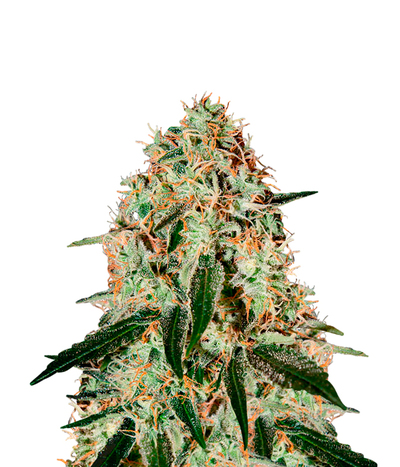 Arjan's Haze #2