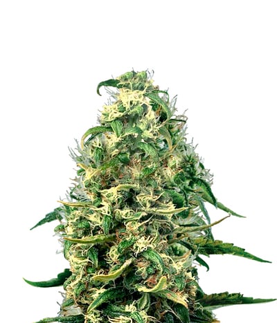 Super Silver Haze CBD