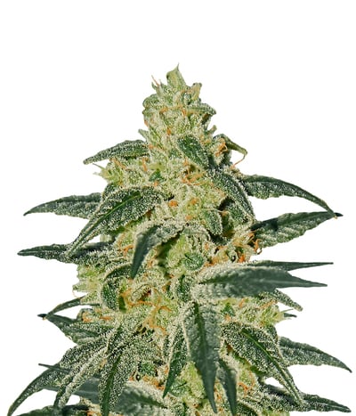 Afghan Hash Plant Regular