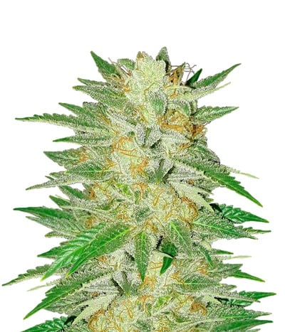 Durban Poison Reg.