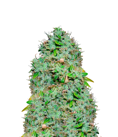 Arjan's Haze #1
