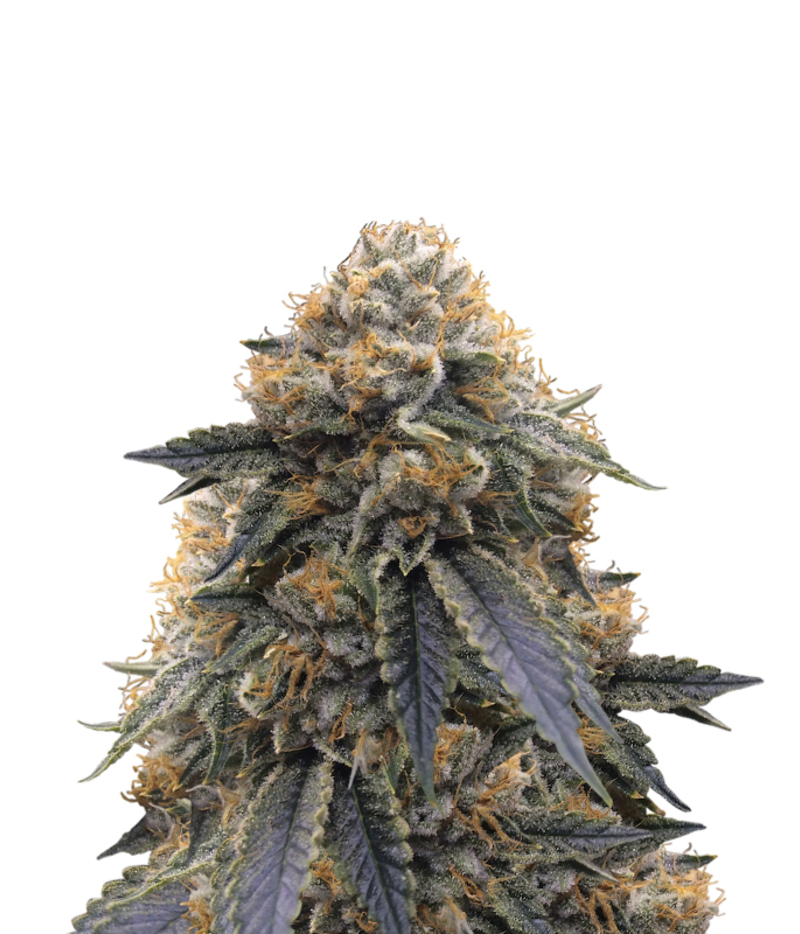 Humboldt Seeds Organization Sapphire Og Seeds Green Parrot