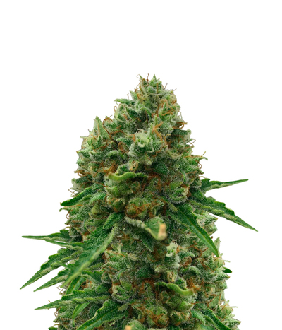 Green Crack CBD