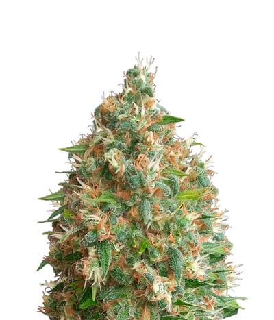 Lost Coast OG