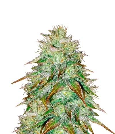 OG KUSH