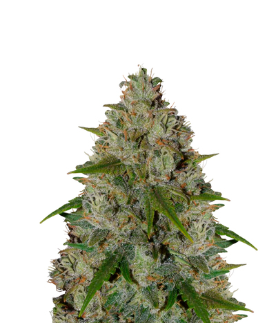 White N Bubbly
