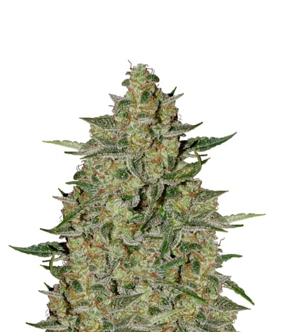 Stilton Special