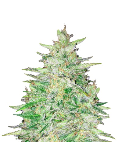 Sour Livers