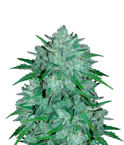 Skywalker