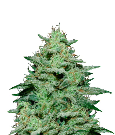 Skystomper