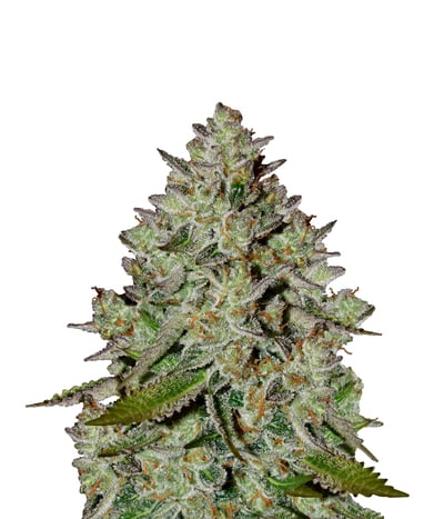 Nothern Cheese Haze