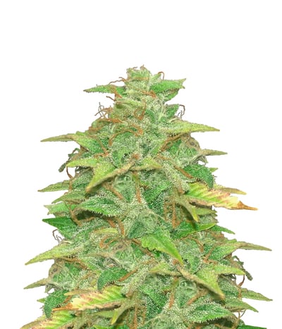 Alien VS Triangle F2