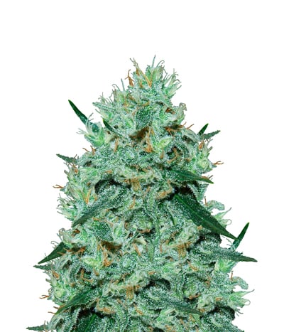 Dr Greenthumb's Dedoverde Haze Auto