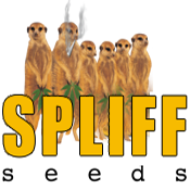 Spliff_seeds