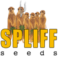 Spliff Seeds
