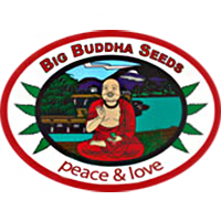Big_buddha_seeds