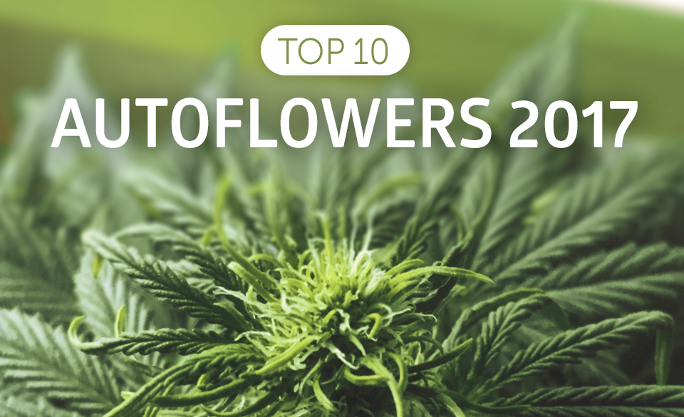 Top 10 Best Autoflowering Seeds 2017 Blog Green Parrot