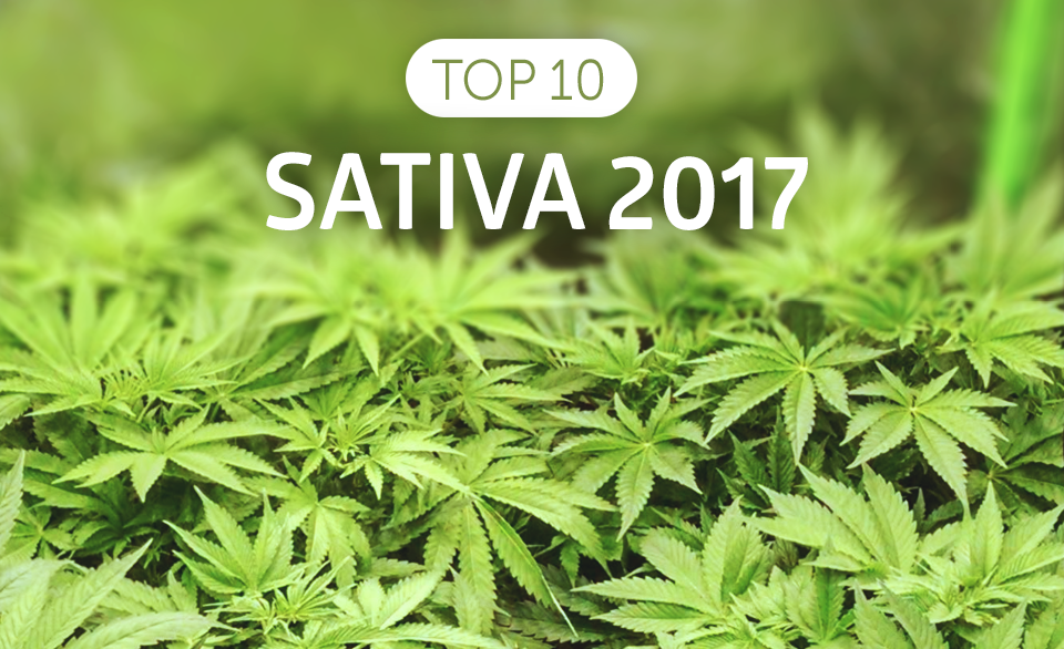 Top 10 Best Sativa Strains 2017 | Blog | Green Parrot