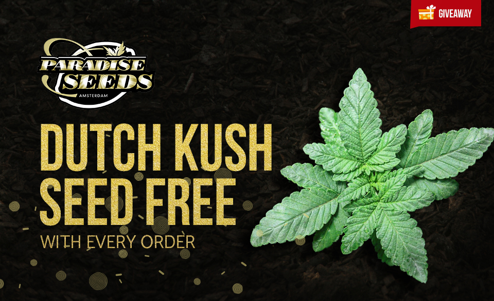 dutch kush