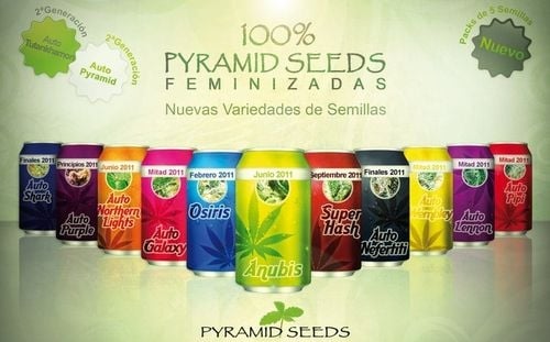 Pyramid Seeds Pyramid Seeds