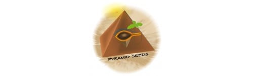 Pyramid Seeds Pyramid Seeds