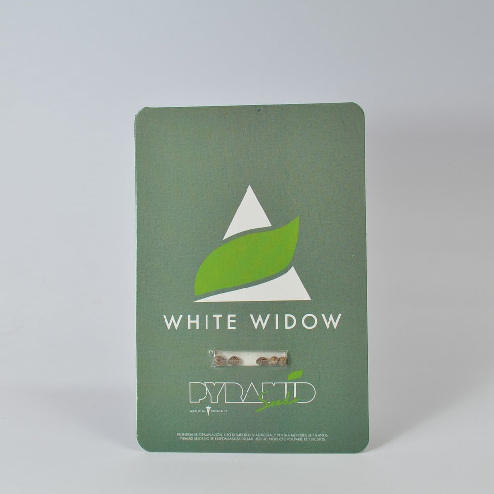 Pyramid Seeds Pyramid Seeds