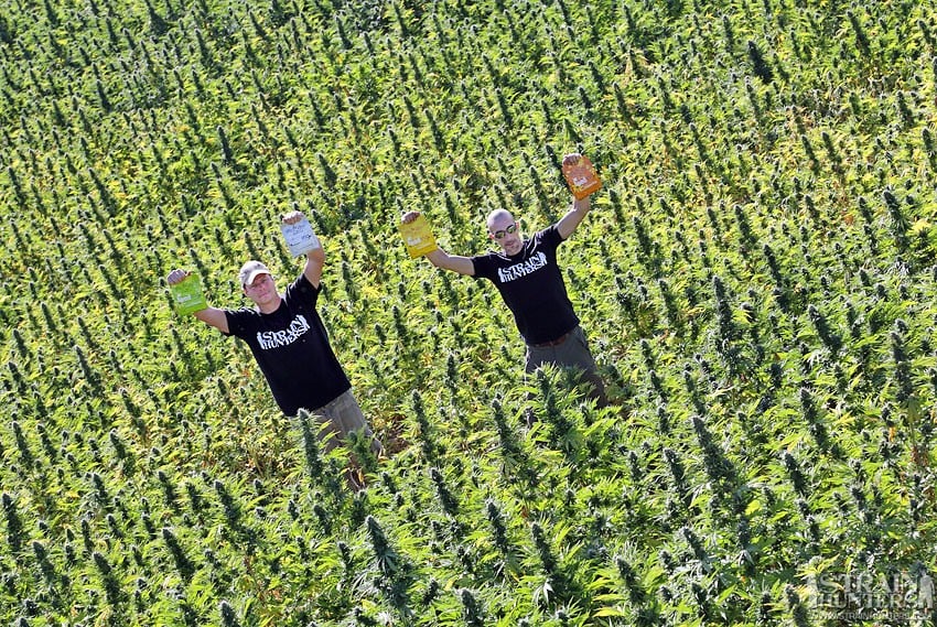 Strain Hunters Strain Hunters