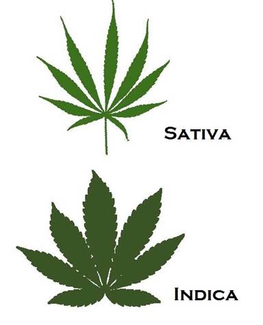 Indica vs sativa effects