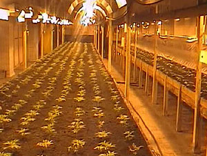 Nitra marihuana Nitra marihuana